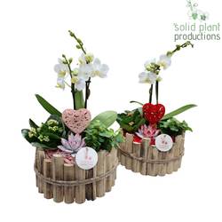 Phal.Arr mix Milano Large HVPE002RP T23 H045