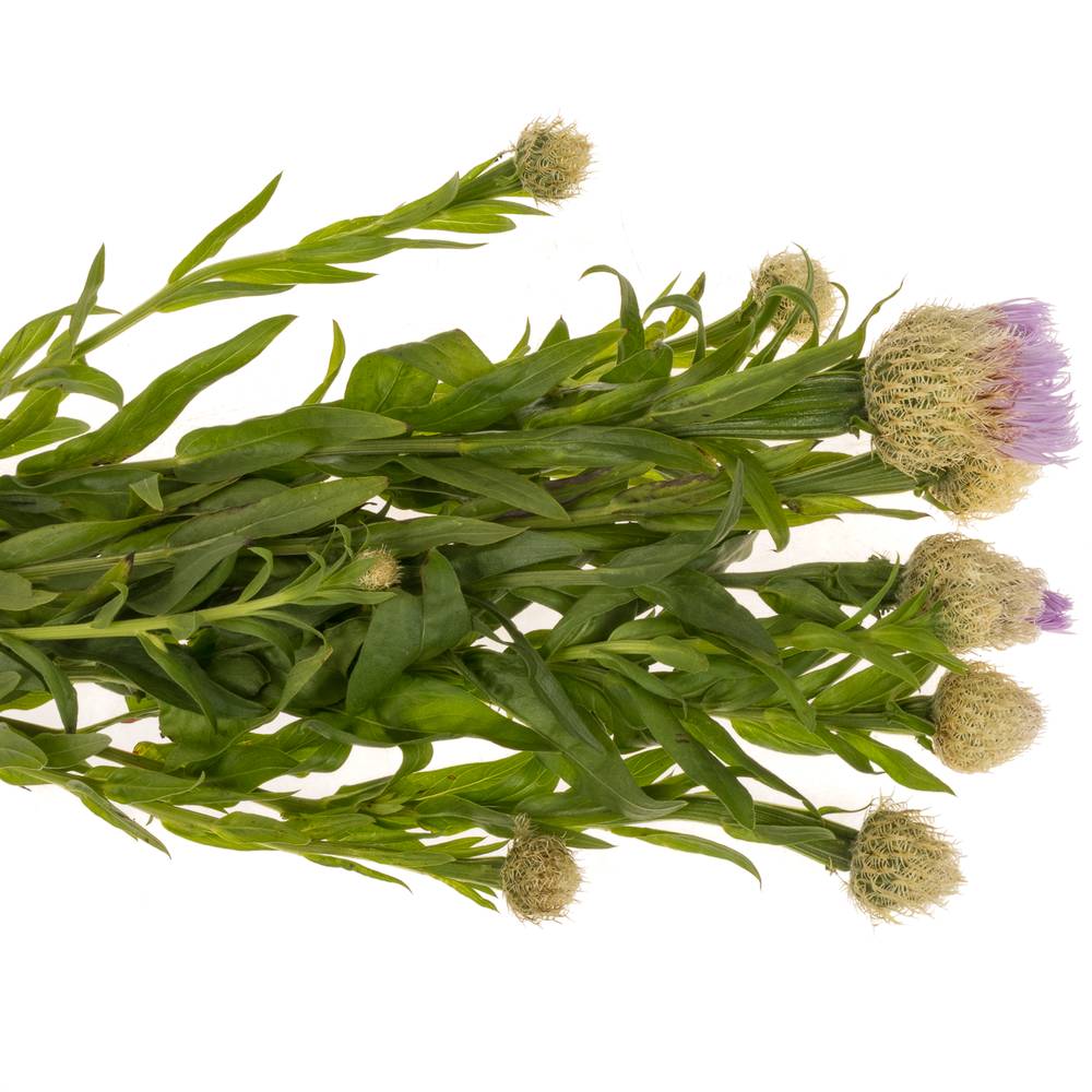 Centaurea lila 60cm