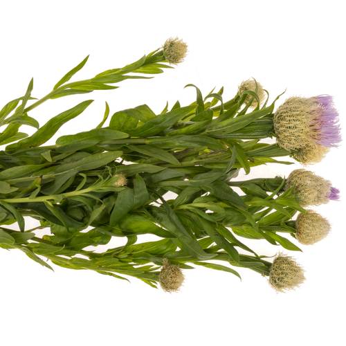 Centaurea lila 60cm