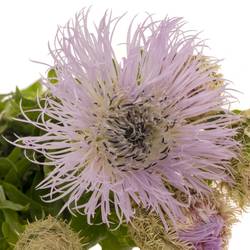 Centaurea lila 60cm