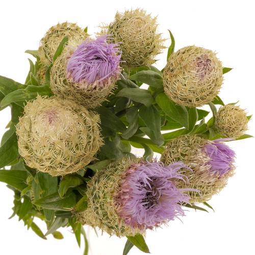 Centaurea lila 60cm