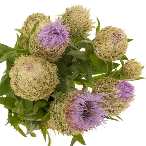 Centaurea lila 60cm