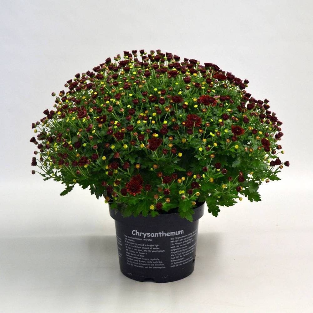 Chrys.rot Jasoda T19 H040