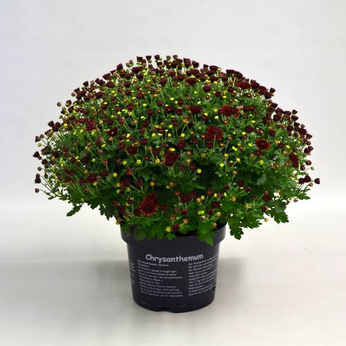 Chrys.rot Jasoda T19 H040