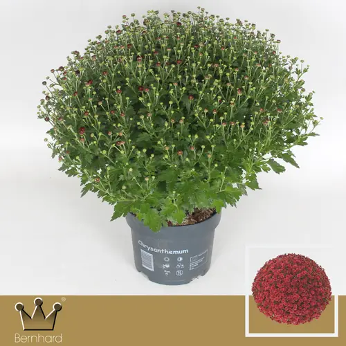 Chrys.rot Jasoda T19 H040