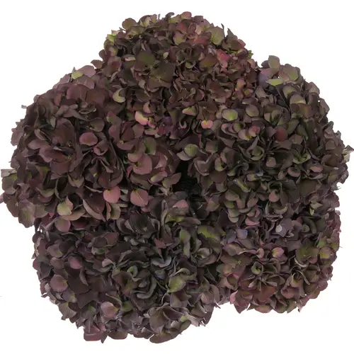 Hortensie weinrot/grün Ruby Red cl 80cm