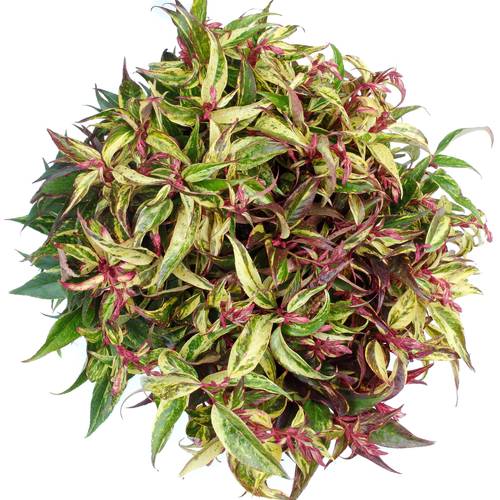 Leucothoe Rainbow 45cm x40