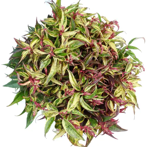 Leucothoe Rainbow 45cm x40