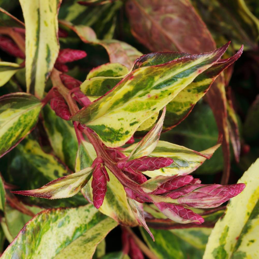 Leucothoe Rainbow 45cm x40