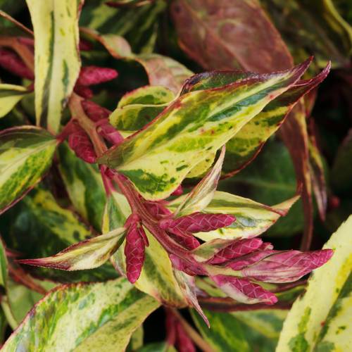 Leucothoe Rainbow 45cm x40