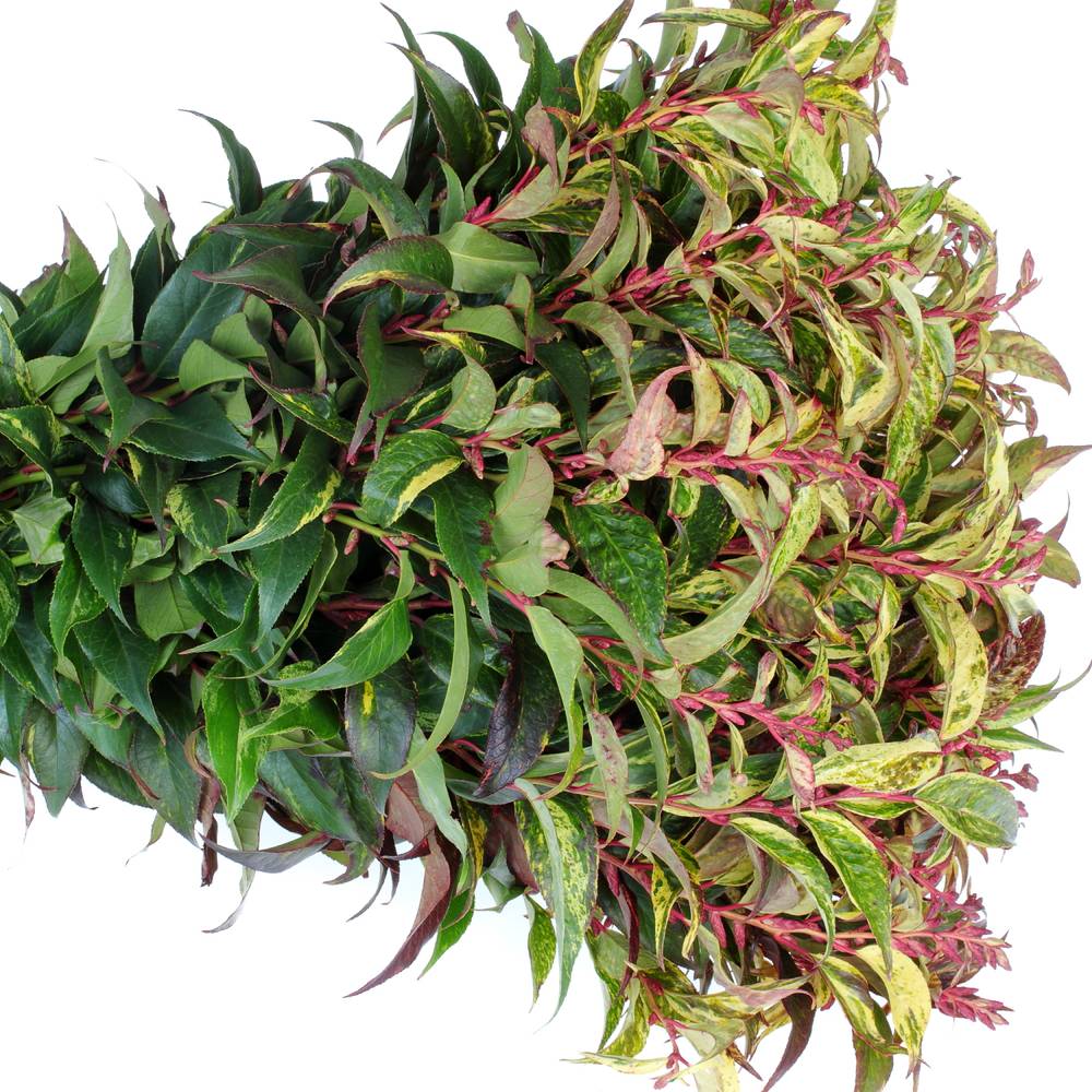 Leucothoe Rainbow 45cm x40