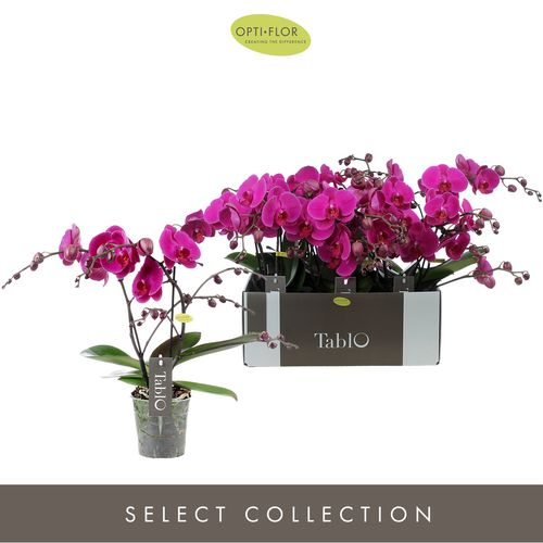 Phal.2-R lila Tablo Purple Rain T12 H40 