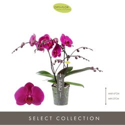 Phal.2-R lila Tablo Purple Rain T12 H40 