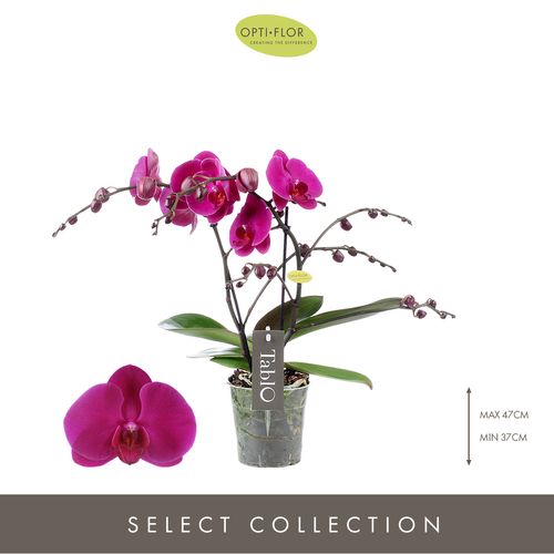 Phal.2-R lila Tablo Purple Rain T12 H40 