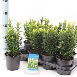 Euonymus Jap. Paloma Blanca T13 H020
