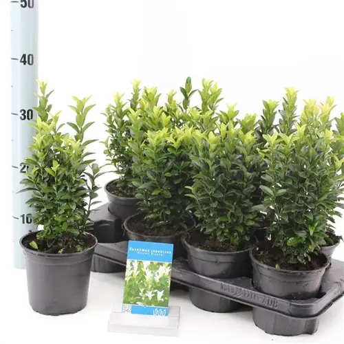 Euonymus Jap. Paloma Blanca T13 H020