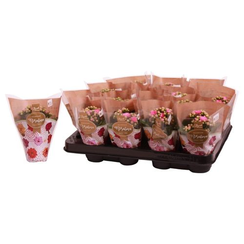 Kal.Gef. rosa T07 H15