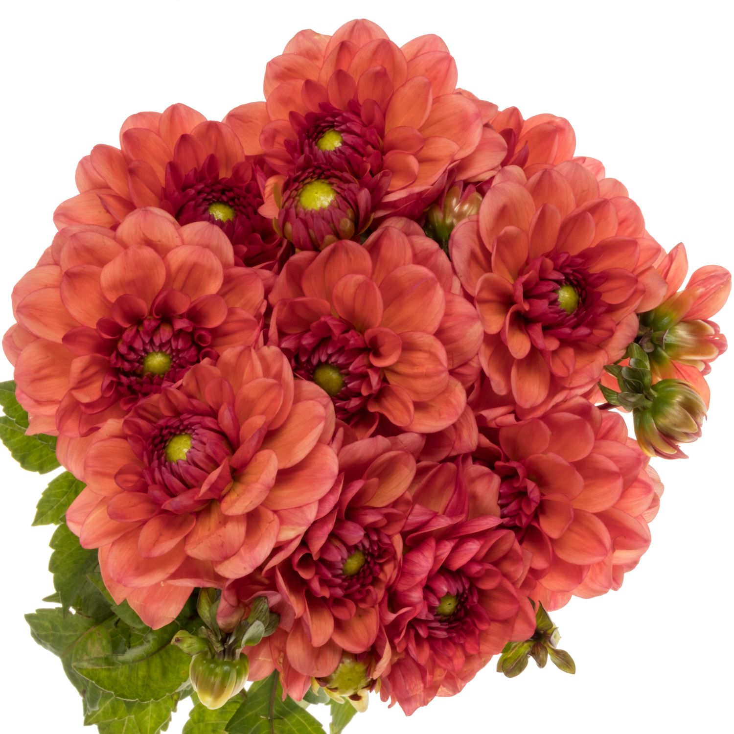 Dahlia orange Girl 55cm