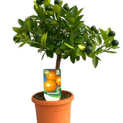 Zitrus Calamondin T15 H45