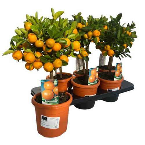 Zitrus Calamondin T15 H45