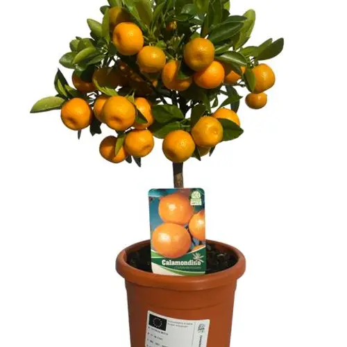 Zitrus Calamondin T15 H45