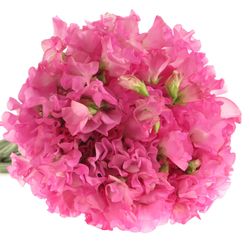 Wicken rosa Wintersunshine 35cm