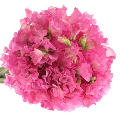 Wicken rosa Wintersunshine 35cm