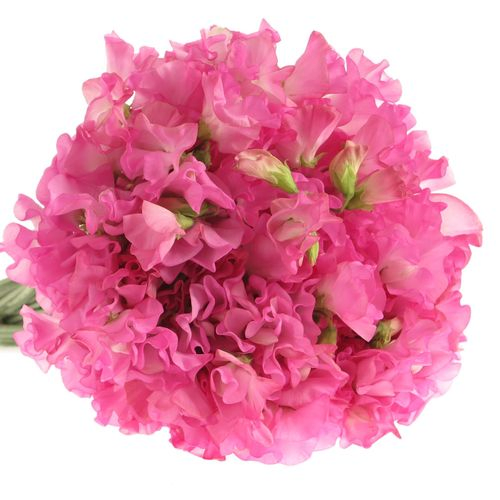 Wicken rosa Wintersunshine 35cm