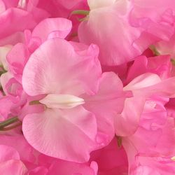 Wicken rosa Wintersunshine 35cm