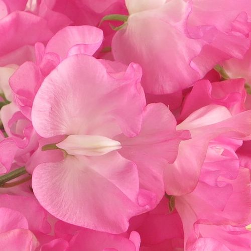 Wicken rosa Wintersunshine 35cm