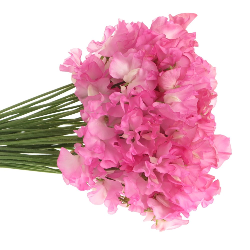Wicken rosa Wintersunshine 35cm