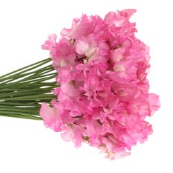 Wicken rosa Wintersunshine 35cm