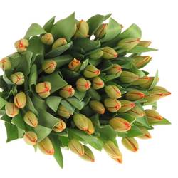Tulpe gelb/orange Banja 38 Gramm