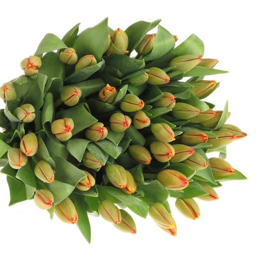 Tulpe gelb/orange Banja 38 Gramm