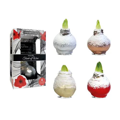 Amar.Bol Wachs Schnee mix im Giftbox rote Bl. 30cm H022