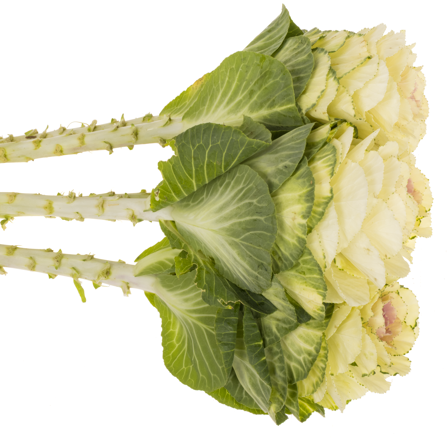 Zierkohl grün White Crane 70cm