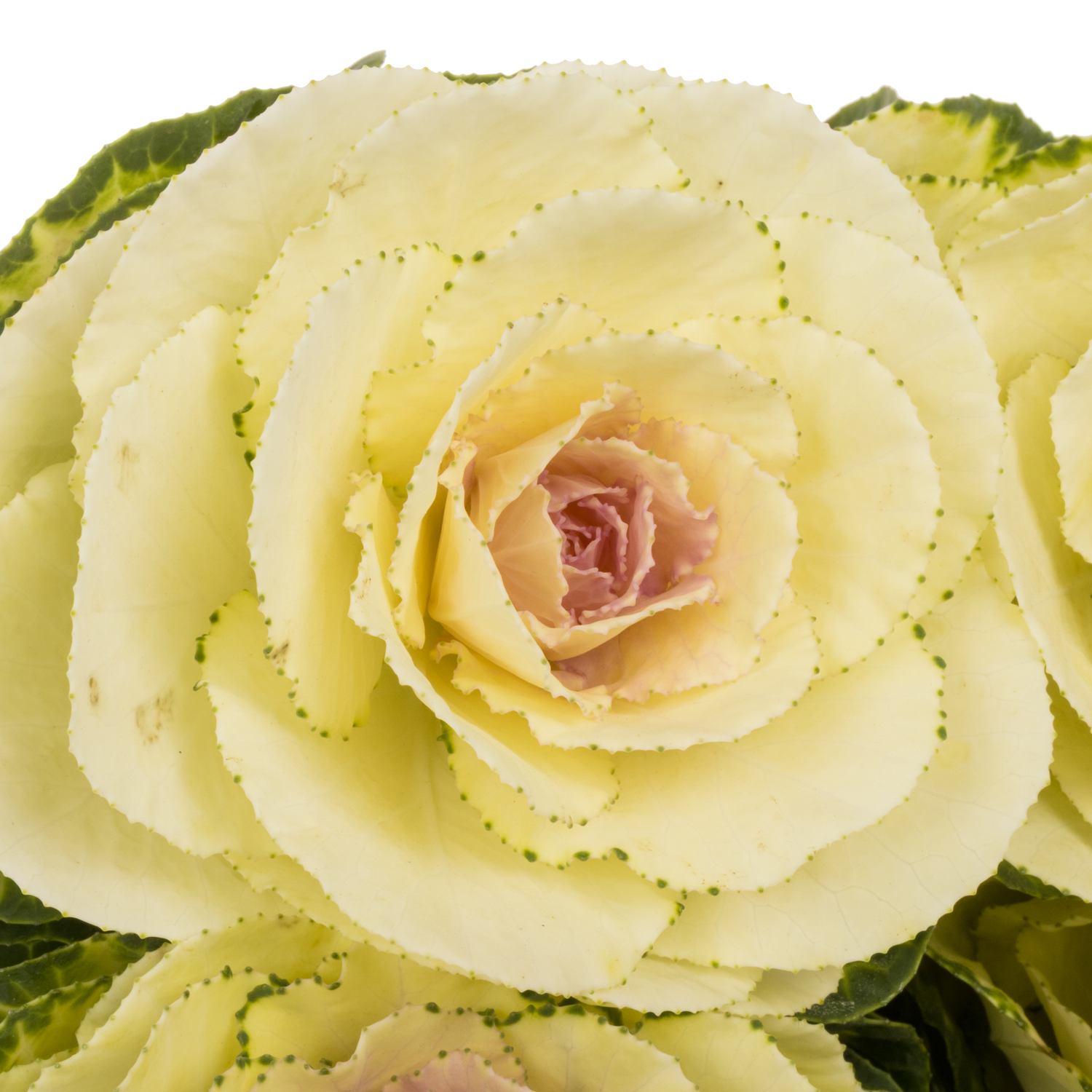 Zierkohl grün White Crane 70cm