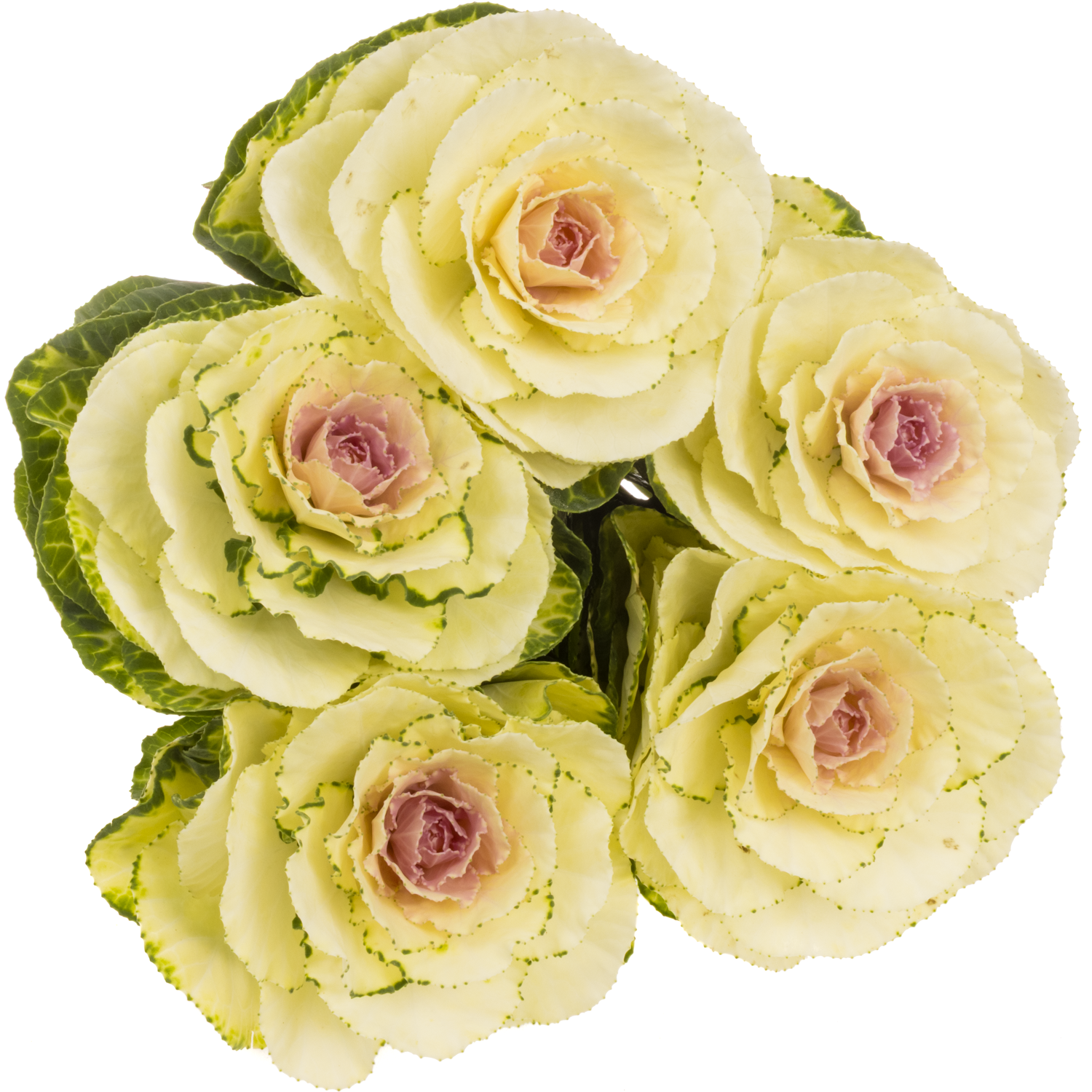 Zierkohl grün White Crane 70cm