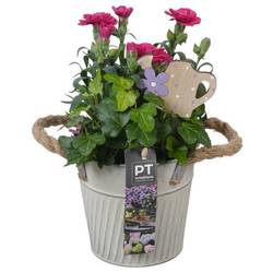 Garten.Arr PTPP6889 T13 H024