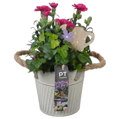 Garten.Arr PTPP6889 T13 H024