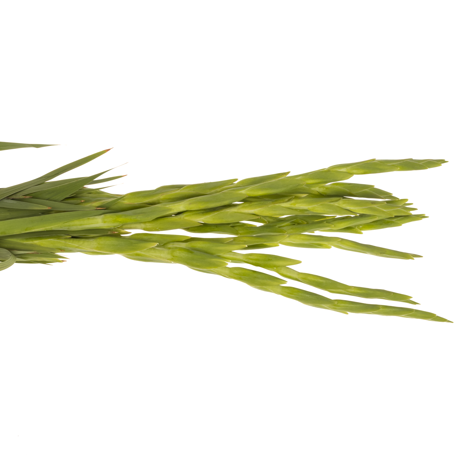 Gladiole weiss puravida 95cm