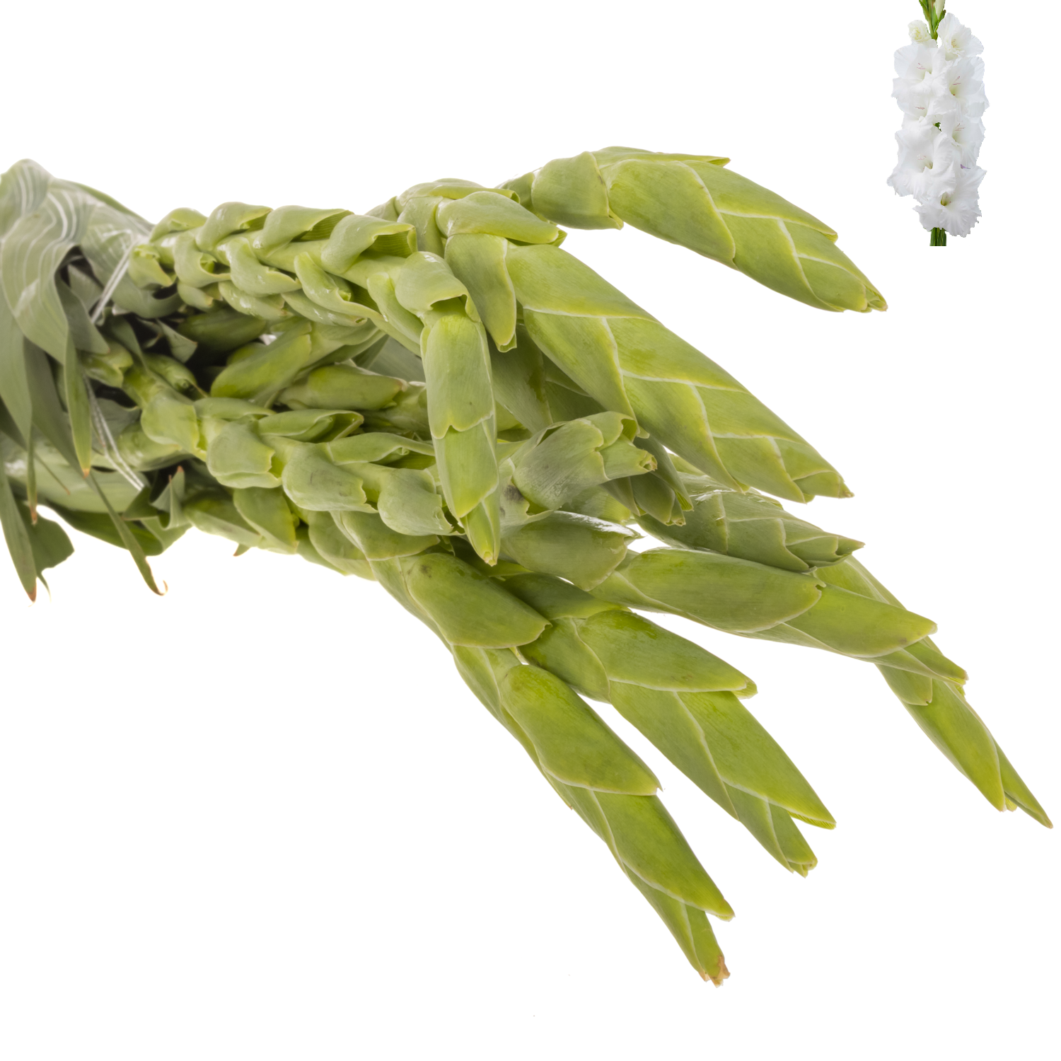 Gladiole weiss puravida 95cm