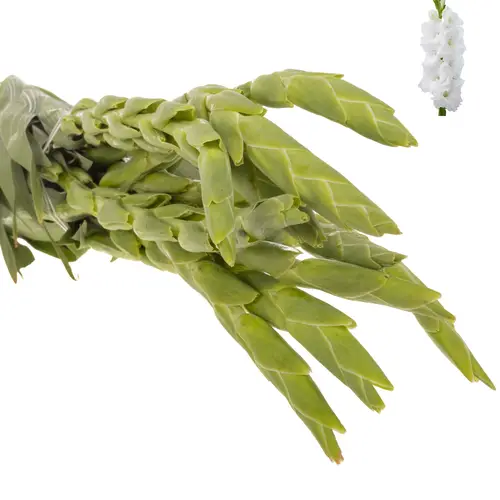 Gladiole weiss puravida 95cm