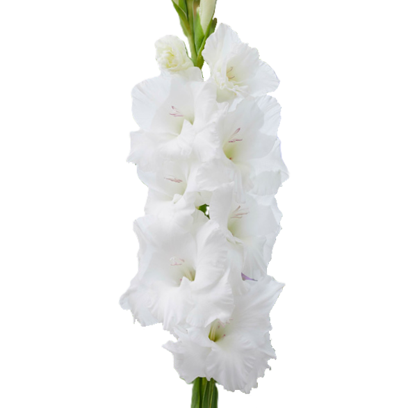 Gladiole weiss puravida 95cm