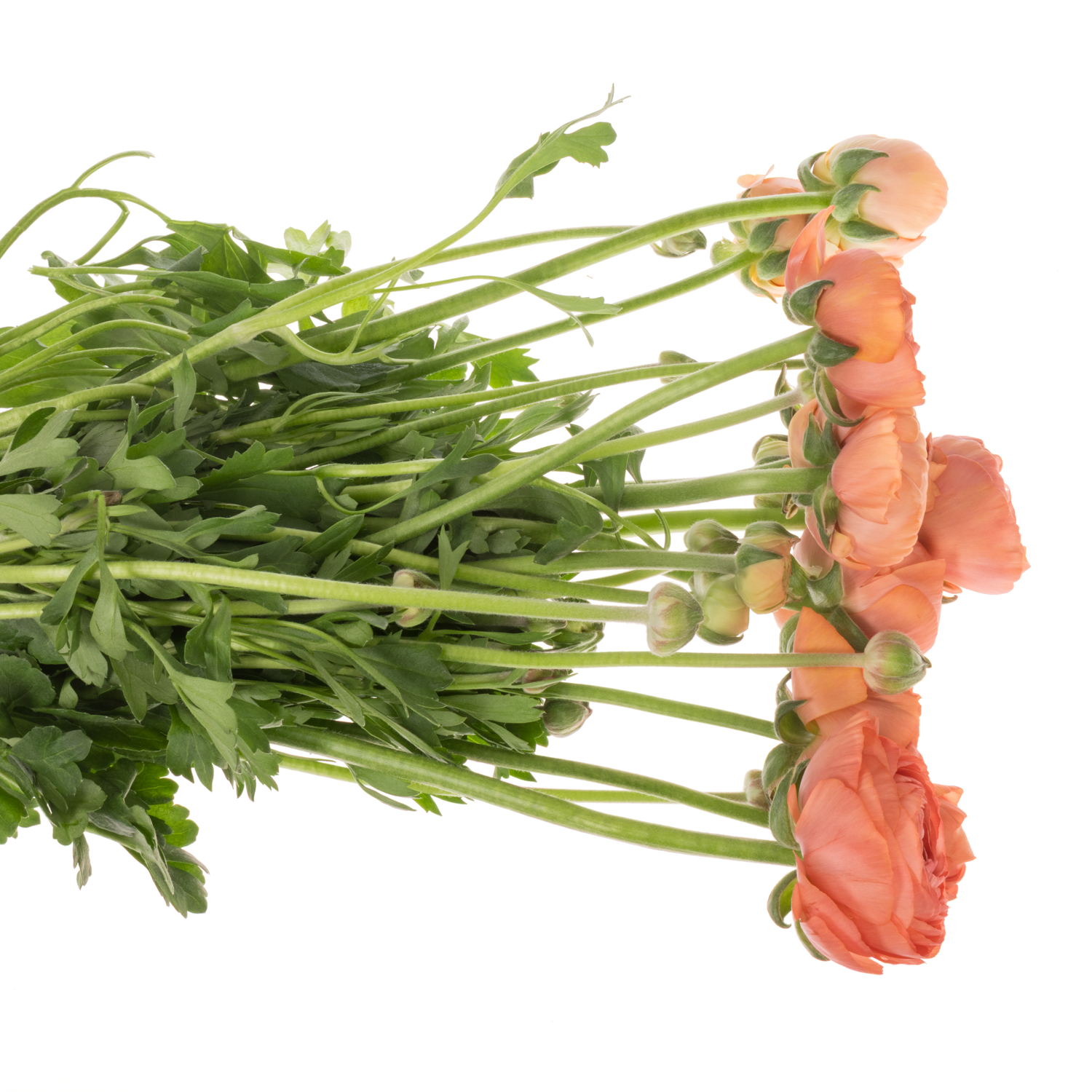 Ranunkel orange Aazur Salmon 50 Gramm 44cm