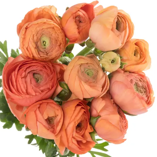 Ranunkel orange Aazur Salmon 50 Gramm 44cm