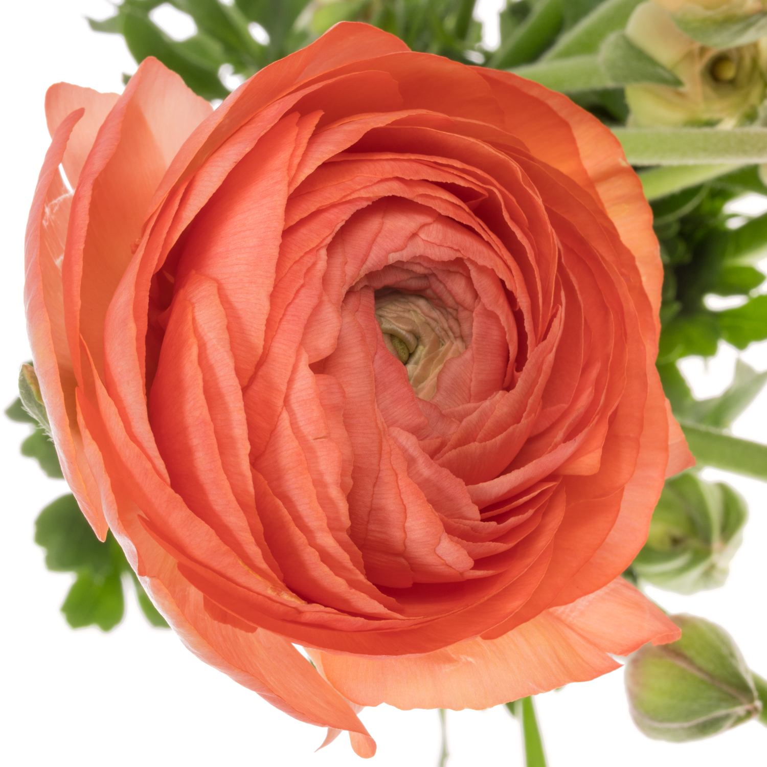 Ranunkel orange Aazur Salmon 50 Gramm 44cm