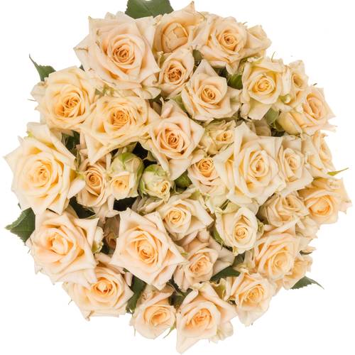 Rose verzweigt apricot Justine 5+Blüte 60cm
