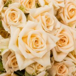 Rose verzweigt apricot Justine 5+Blüte 60cm