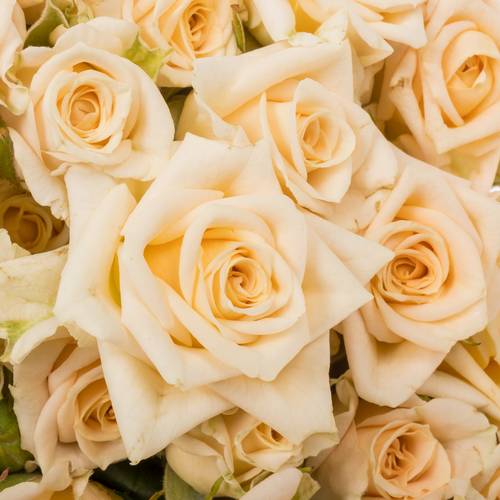Rose verzweigt apricot Justine 5+Blüte 60cm